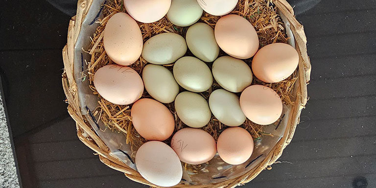 Eier im Angebot
